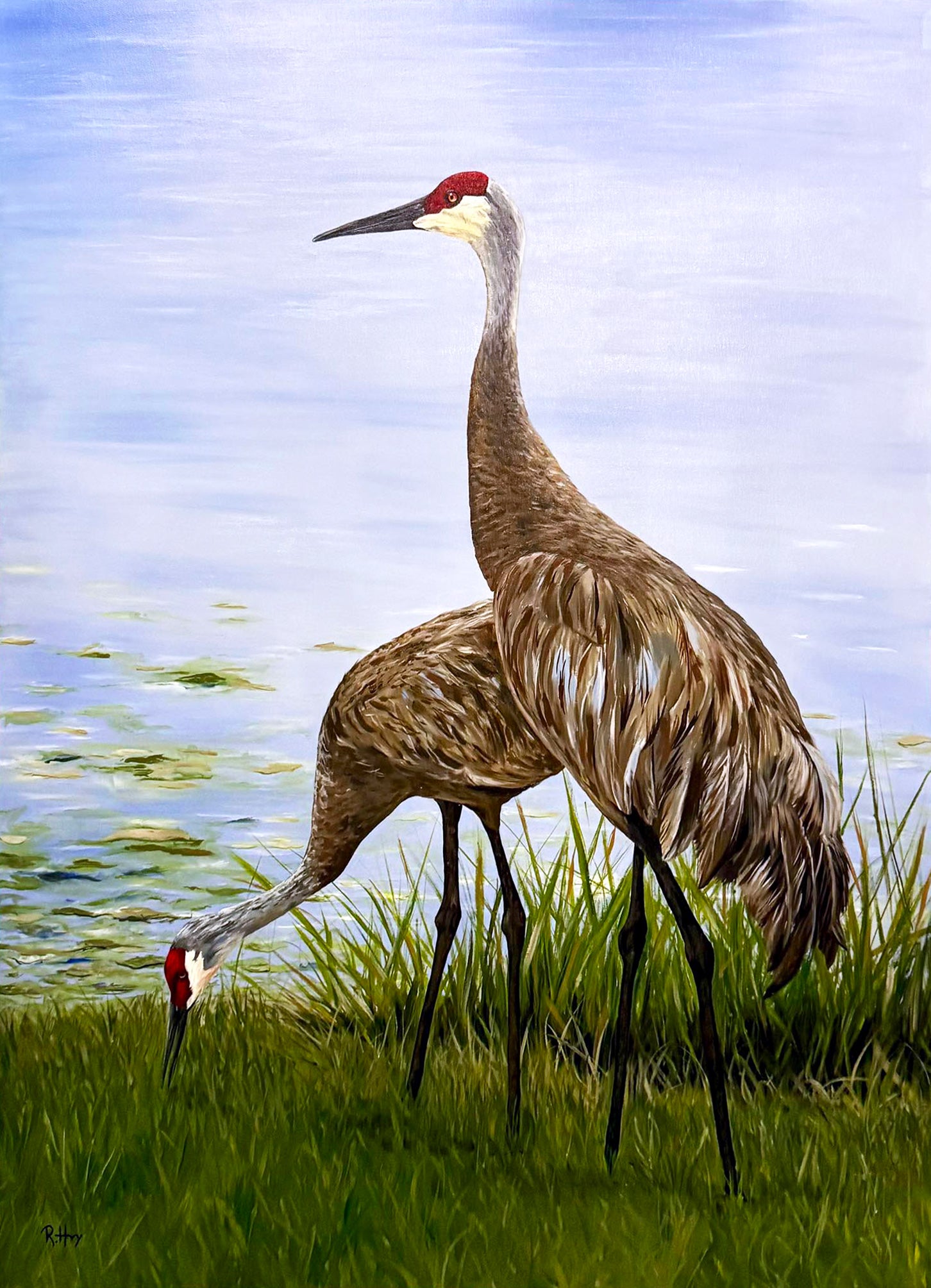 two sandhill crane birds by a waters edge